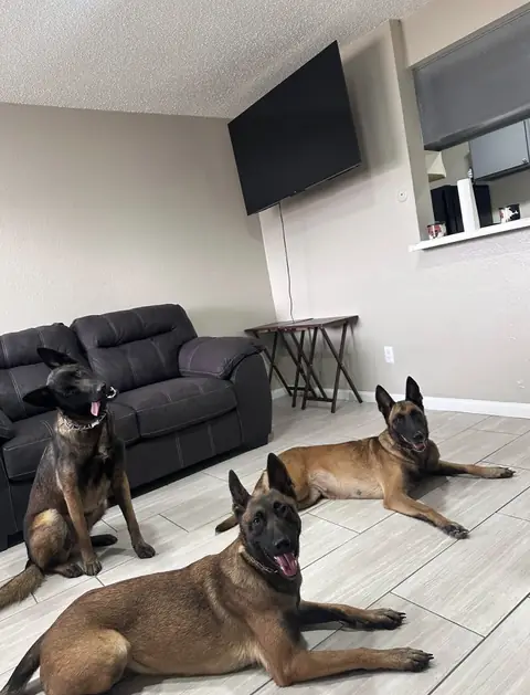 Three Belgian Malinois holding place commands inside a living room