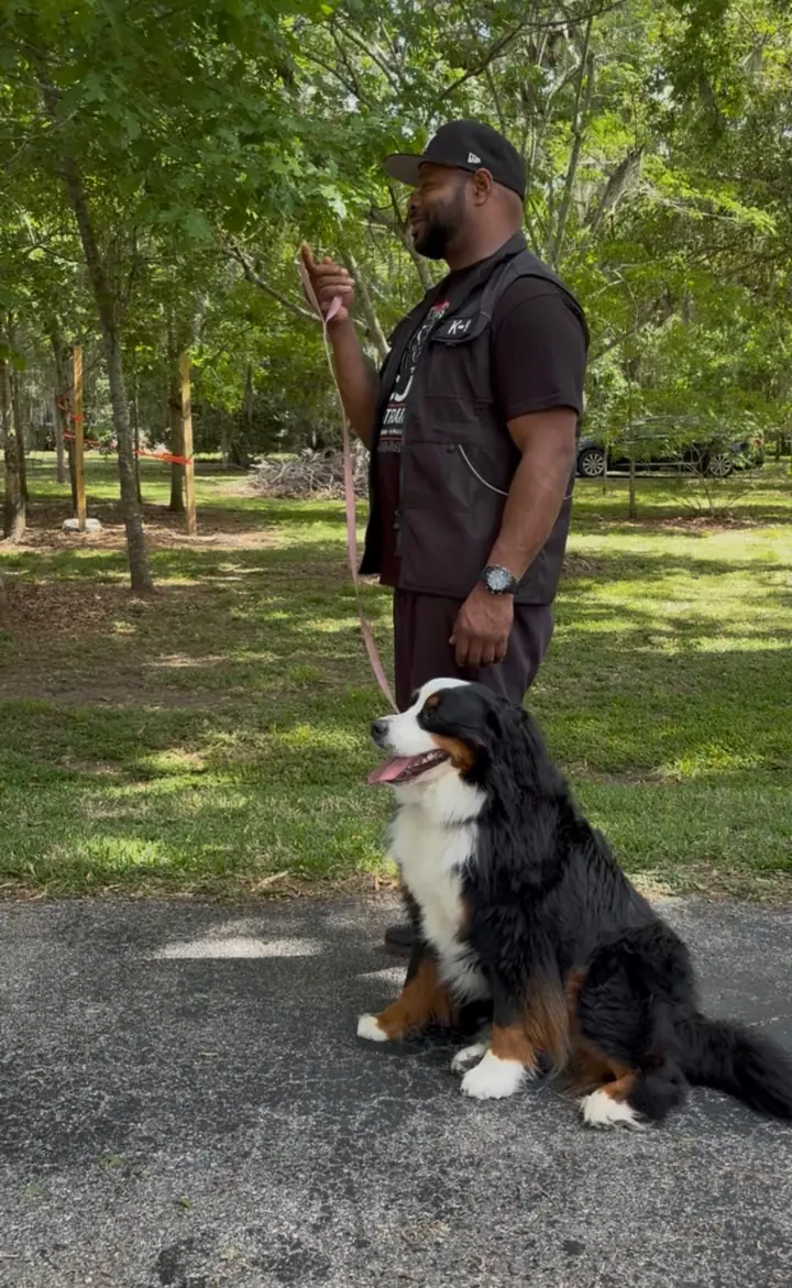 CJ Tramble training a calm Bernese Mountain Dog outdoors in the Greater Houston area